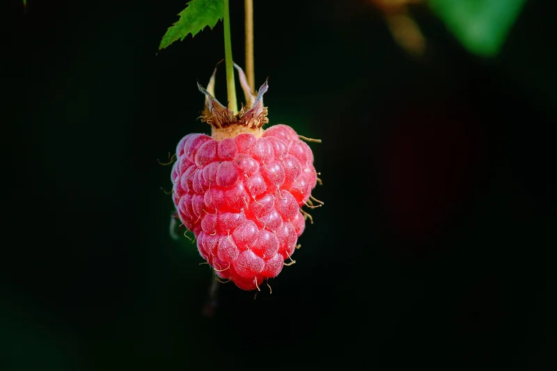 Produits bio et alimentation responsable : le pari gagnant d'Auchan
